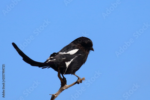 Foto Elsterwürger / Long-tailed shrike or Magpie shrike / Urolestes melanoleucus