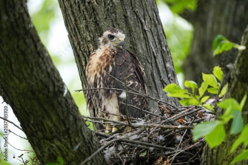 Red-tailed hawk nest with chicks. Governors Island, New York.