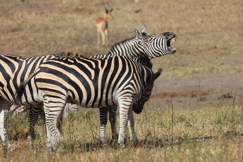 Obraz premium Steppenzebra / Burchell's zebra / Equus quagga burchellii