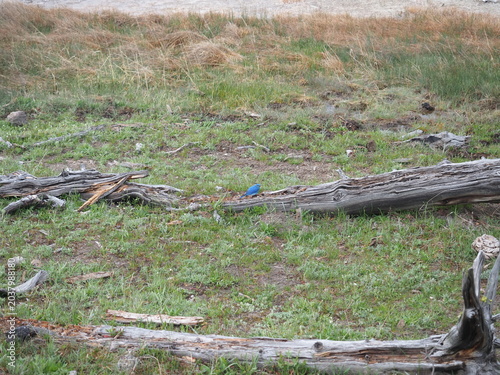 Photography Mountain blue bird on the grass