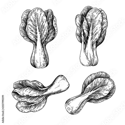 Cuadro en lienzo Chinese pak choi or bock choy cabbage