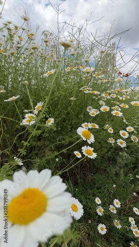 Idyllic spring scene with blooming chamomile and bright blue sky