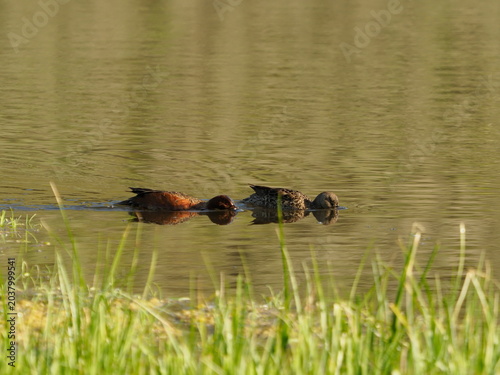 Schilderij op canvas A pair of ruddy ducks