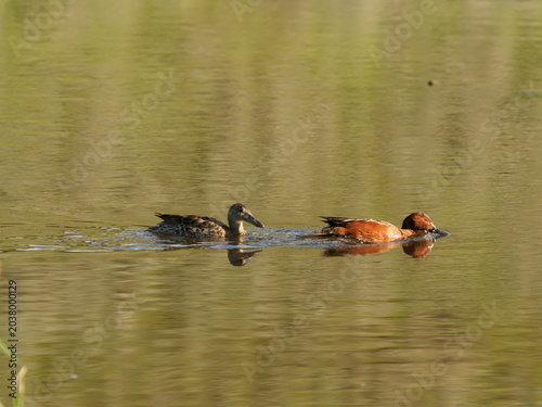Fényképezés A pair of ruddy ducks