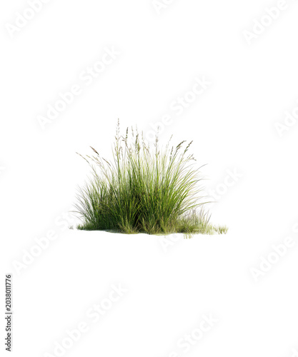 green grass isolated on white