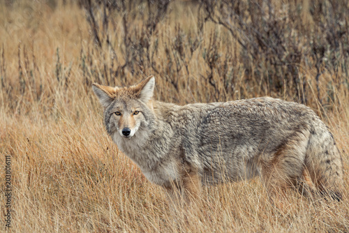 Coyote in Tall Grass