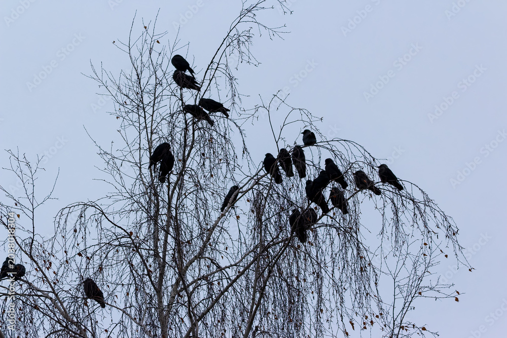 Obraz premium A flock of spooky black crows perched on bare branches of a leafless birch tree against a gloomy, overcast winter sky