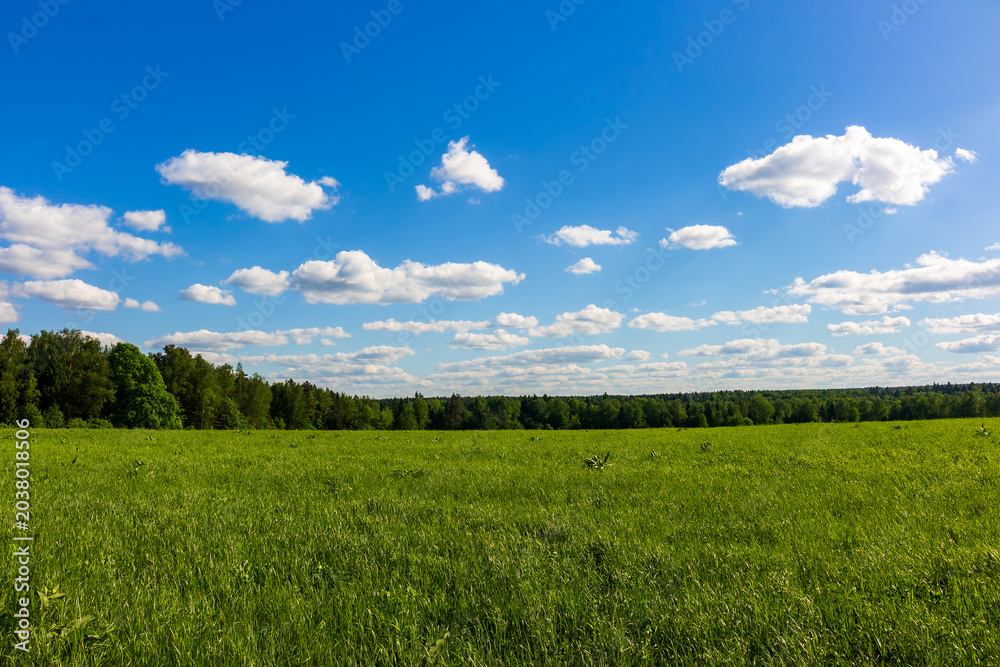 Obraz premium Vibrant green meadow stretches towards the distant forest line under a vast clear blue sky with fluffy white clouds on a sunny day during the golden summer season