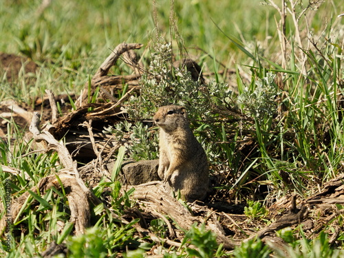 Photos Uinta ground squirrel in Yellowstone