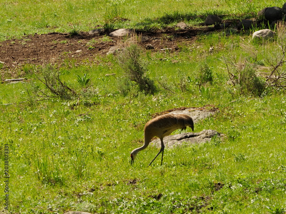 Obraz premium Sandhill cranes with colt 