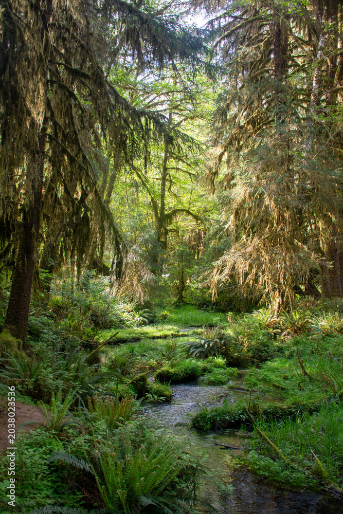 Fototapeta premium stream in the forest
