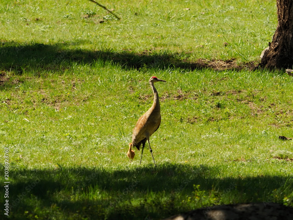 Obraz premium Sandhill cranes with colt 