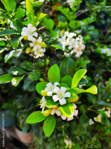 Tablou pe pânză Vertical close up of white kemuning flowers blooming in the garden, beautiful or