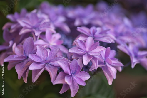 Tochigi, Japan - May 28, 2026: Closeup of colorful hydrangea flowers 
