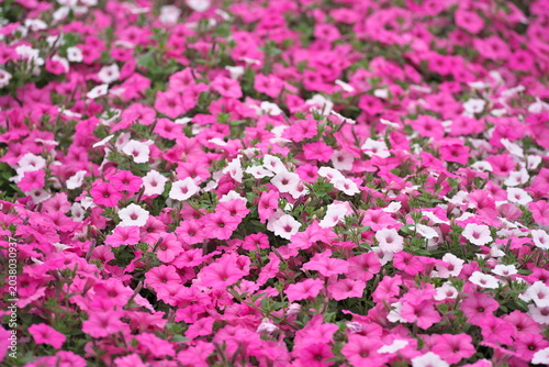 Tochigi, Japan - May 28, 2026: Petunia bed in a garden
