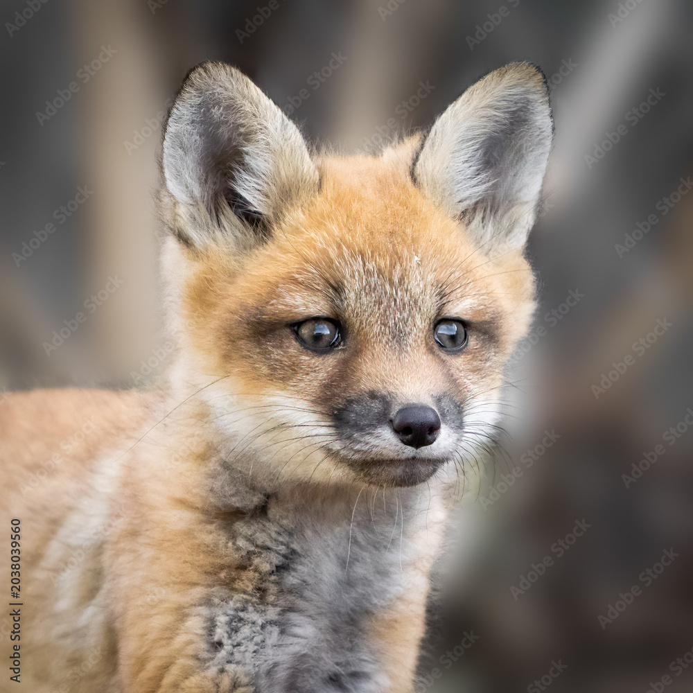 Fototapeta premium Red Fox Kit