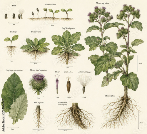 Scientific Botanical Illustration of Burdock Plant Life Cycle and Anatomy