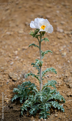 A Prickly Poppy (Argemone munita) blooms in the high desert of Nevada.
