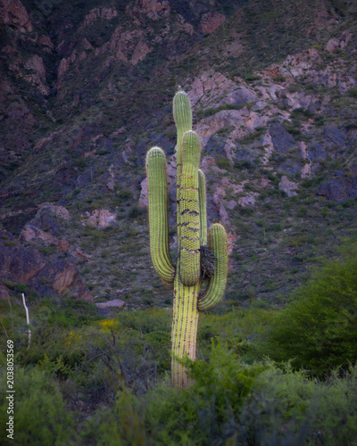 Photography Cactus gigante frente a la montaña