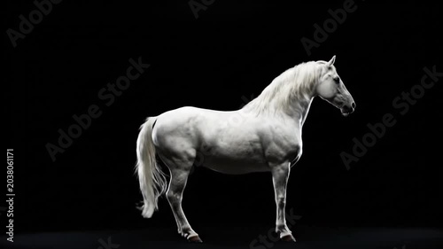 White horse rearing with black background.