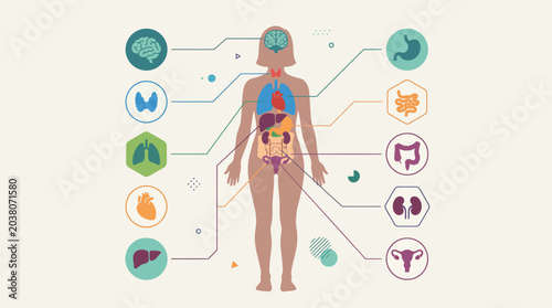 Foto Human Body Anatomy with Internal Organs and Glands Diagram.