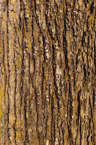 close-up tree bark texture