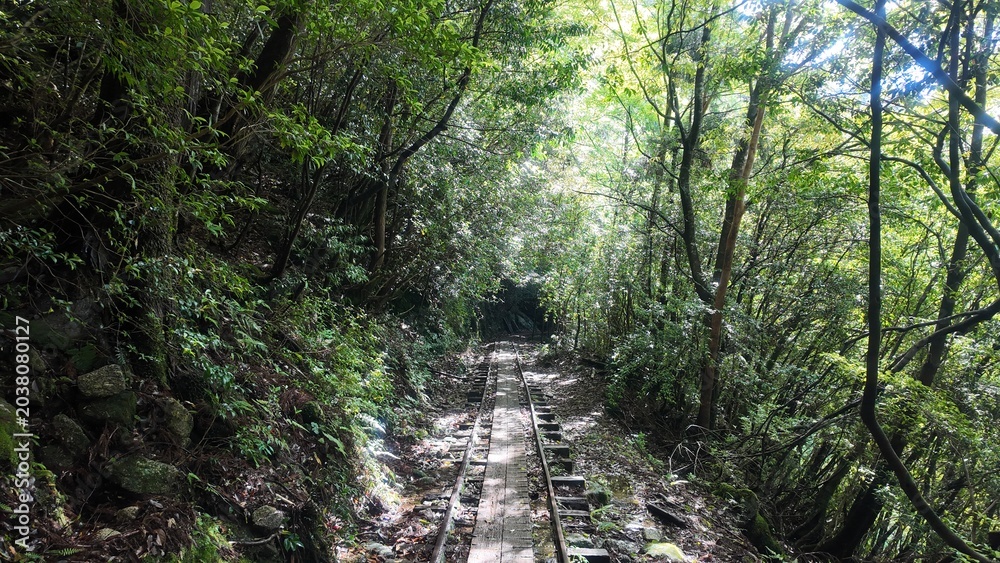 Obraz premium Old railway track of Anbo Trail hidden in deep green forest, Yakushima