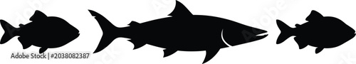 Foto Set of black silhouettes featuring a large salmon or trout flanked by two smalle