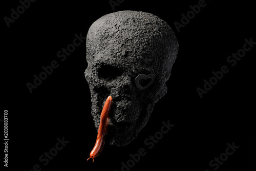 Tableau sur toile Millipede crawling over small homemade charcoal coved skull with a creepy voodoo