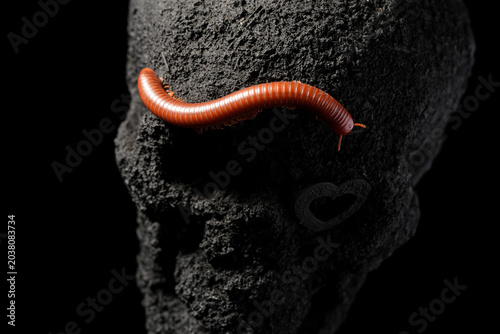 Fotografía Millipede crawling over small homemade charcoal coved skull with a creepy voodoo
