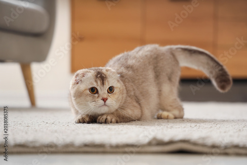 Cute Scottish fold cat on c...