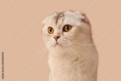 Tableau sur toile Cute Scottish fold cat on beige background, closeup