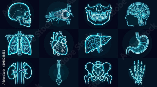 illustration x-ray human organ illustration set