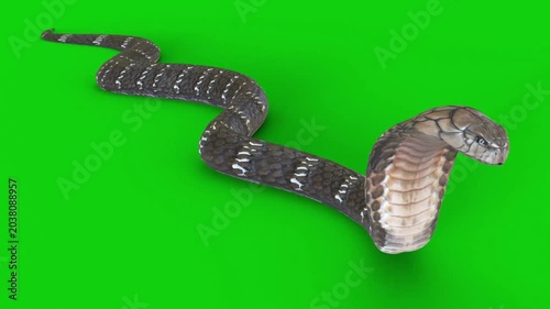 Animated brown snake slithering on green chroma key background motion graphics element for video projects
