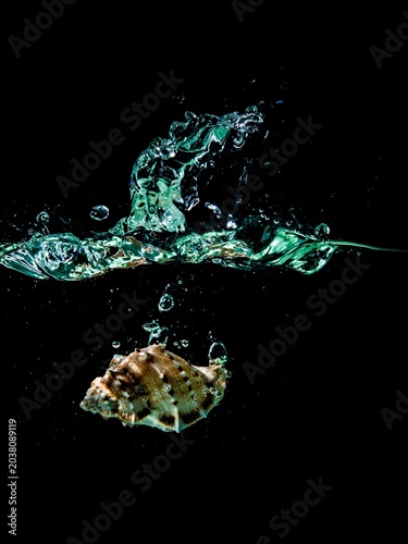 shell water splash isolated on black