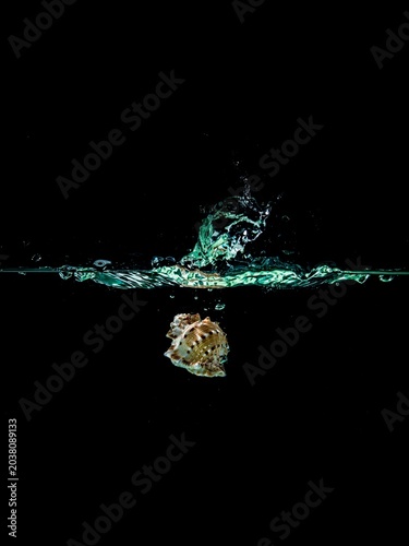 shell water splash isolated on black