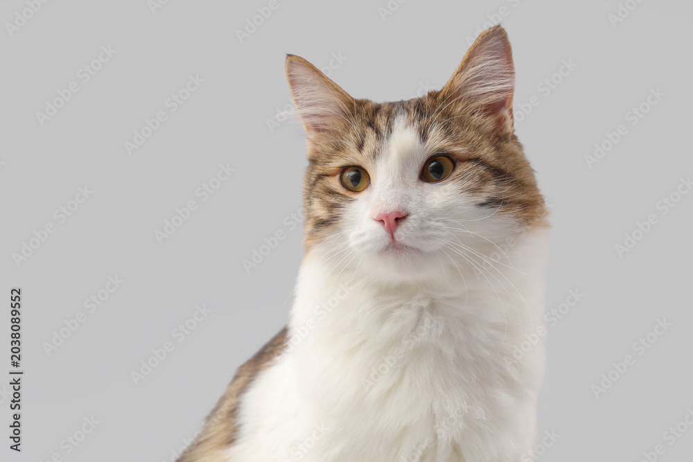 Obraz premium Cute cat on grey background, closeup