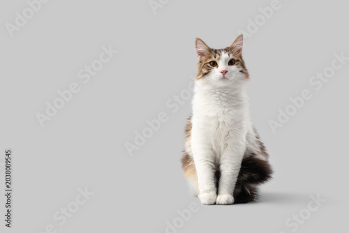 Cute cat sitting on grey ba...