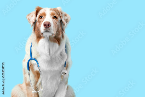 Cute Australian Shepherd do...