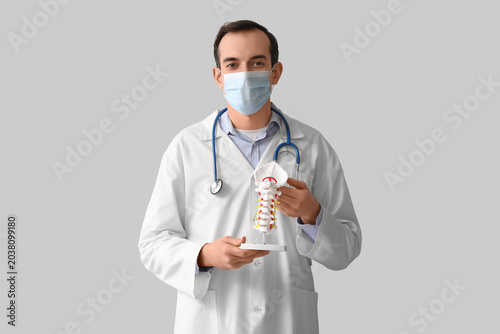 Male doctor with spine model on grey background