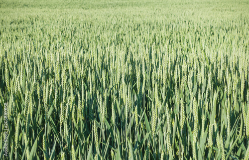 Green wheat field close-up, agricultural landscape background.