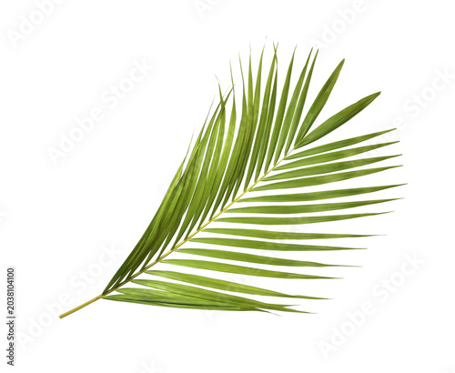 Green palm leaf on transparent background