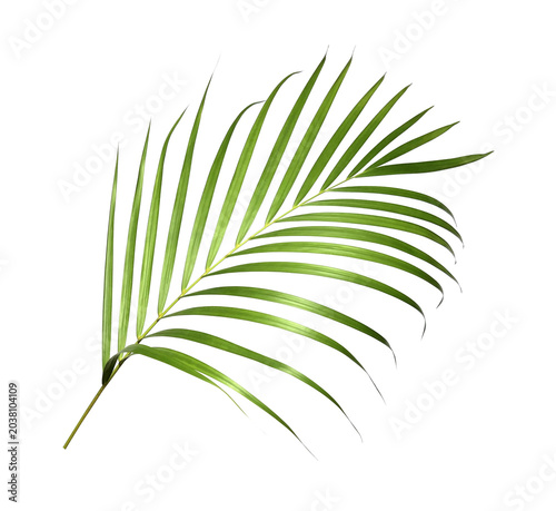 Green palm leaf on transparent background