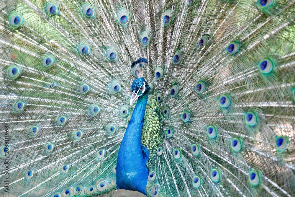 Fototapeta premium Male peacock displaying full vibrant colorful feathers