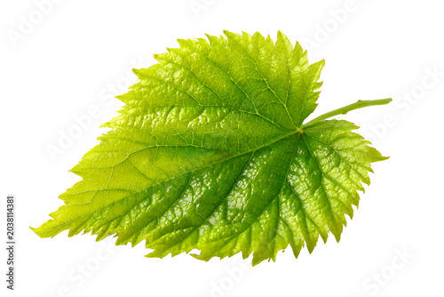 green leaves isolated on white