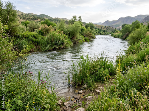 Green vegetation growing along the Euphrates River ecosystem