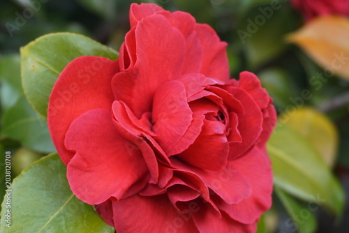 Incredible beautiful red camellia - Camellia japonica, known as common camellia or Japanese camellia.