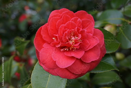 Incredible beautiful red camellia - Camellia japonica, known as common camellia or Japanese camellia.