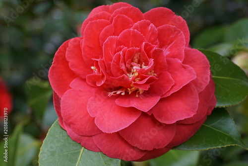 Incredible beautiful red camellia - Camellia japonica, known as common camellia or Japanese camellia.