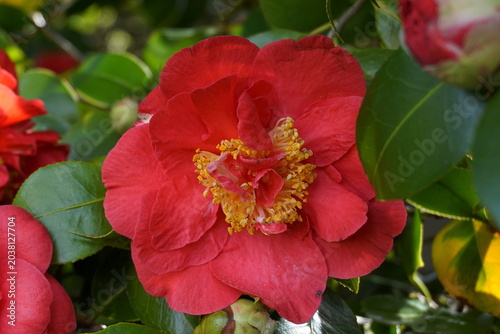 Incredible beautiful red camellia - Camellia japonica, known as common camellia or Japanese camellia.